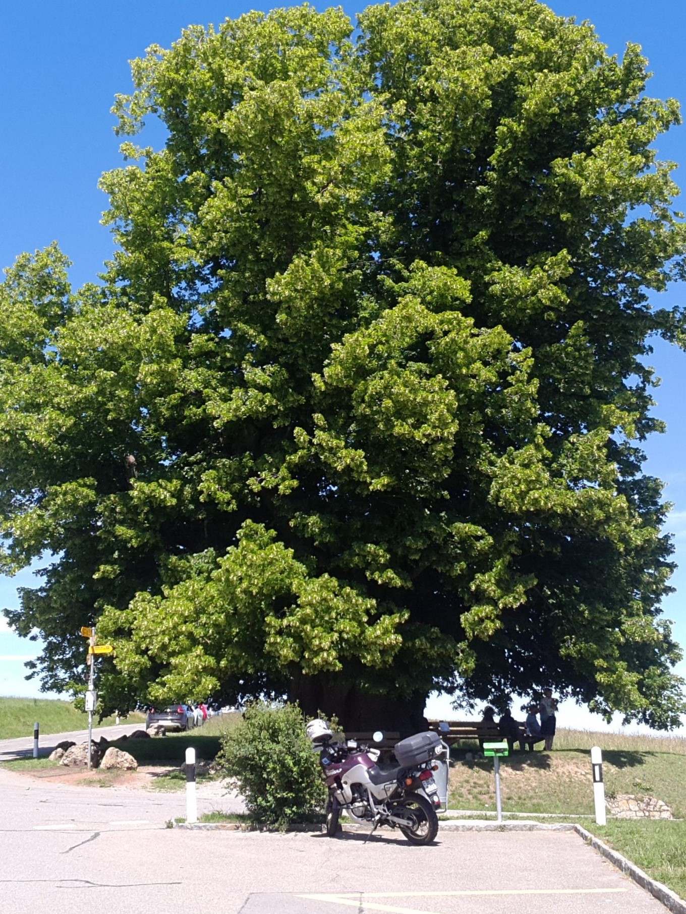 Die wohl mächtigsti Linde ir Schweiz